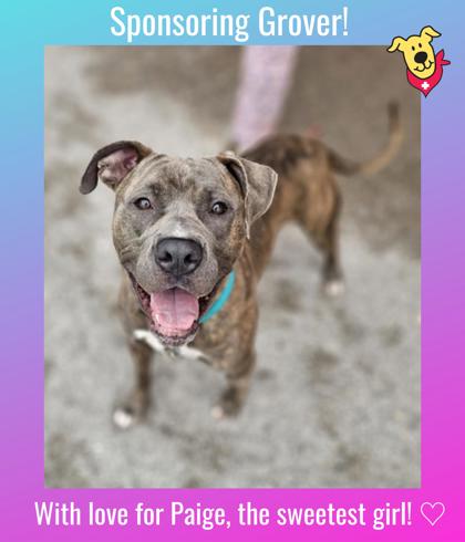 GROVER - Pit Bull Terrier / Cane Corso available for adoption