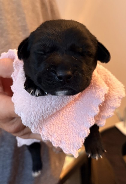 OLIVE - Mixed Breed, Large (over 44 lbs fully grown) / Mix for adoption in Columbus