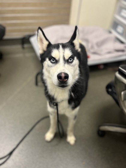 BANDIT - Siberian Husky / Mix available for adoption