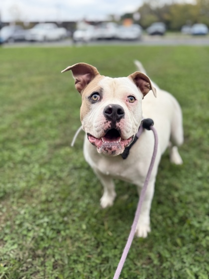 BIG MOMMA - Bully American  - Standard / Mix available for adoption