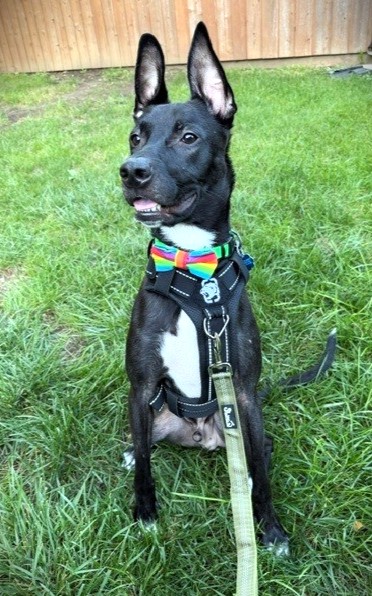 DALTON - Mixed Breed, Large (over 44 lbs fully grown) / Mix for adoption in Columbus