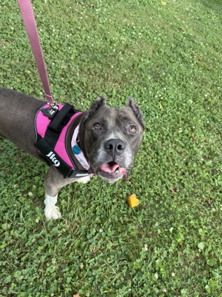 DIAMOND - American Pit Bull Terrier / Mix available for adoption