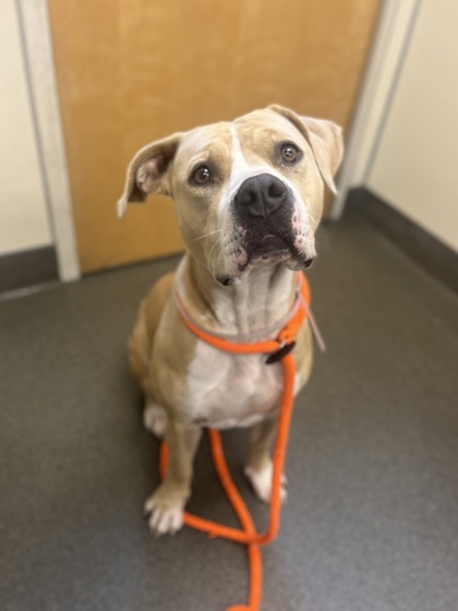 CLARA - American Pit Bull Terrier / Mix available for adoption