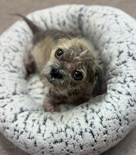 BINGO - Shih Tzu / Mix available for adoption