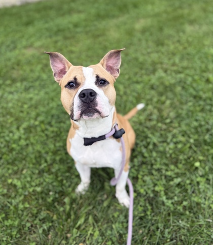KEVIN - Pit Bull Terrier / Mix available for adoption