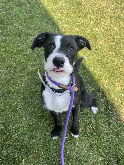 JANELLE - Mixed Breed, Medium (up to 44 lbs fully grown) / Mix available for adoption
