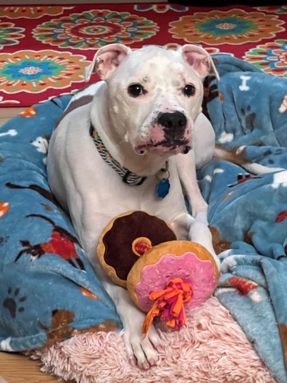 NATE - American Pit Bull Terrier / Mix available for adoption