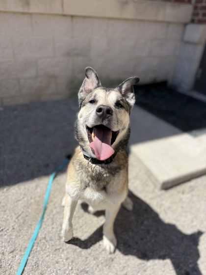 MORK - Mixed Breed, Large (over 44 lbs fully grown) / Mix available for adoption