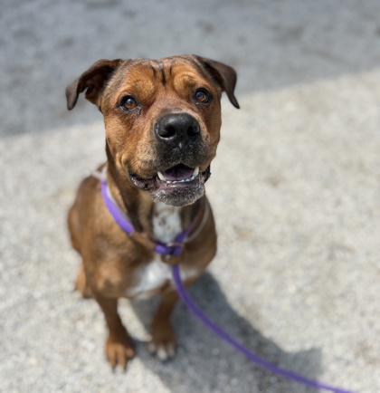 CHARLEE - Mixed Breed, Large (over 44 lbs fully grown) / Mix available for adoption