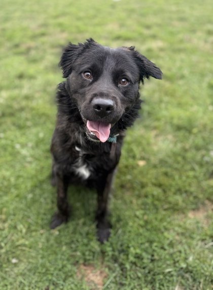 TUCKER - Mixed Breed, Medium (up to 44 lbs fully grown) / Mix available for adoption