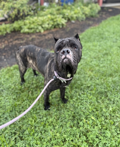 JEWELS - Cane Corso available for adoption