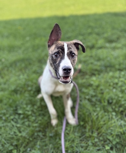 VERA - American Pit Bull Terrier / Mix available for adoption