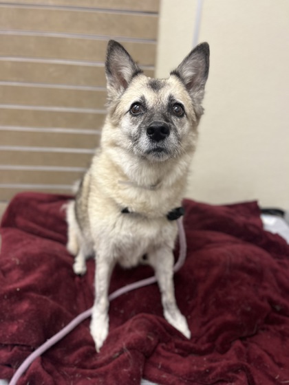 CHRISSY - Norwegian Elkhound / Mix available for adoption