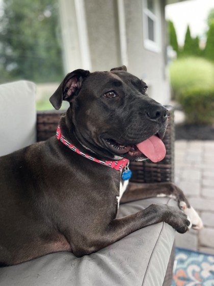 CARRIE - FOTS - Pit Bull Terrier / Mix for adoption in Columbus