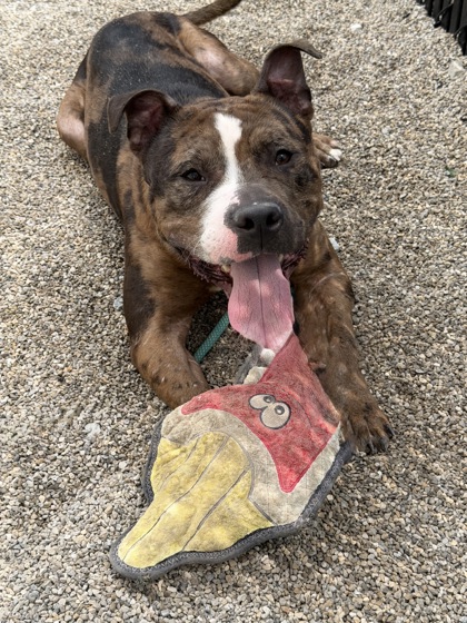 DEBO - American Pit Bull Terrier / Mix available for adoption