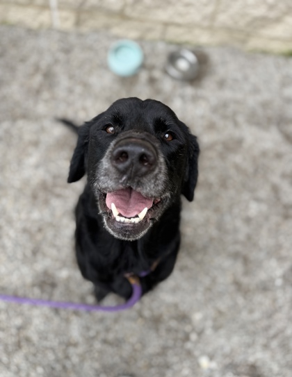 DEREK - Labrador Retriever / Mix available for adoption