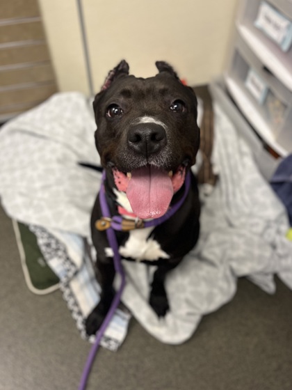 SUSHI - Pit Bull Terrier / Mix available for adoption