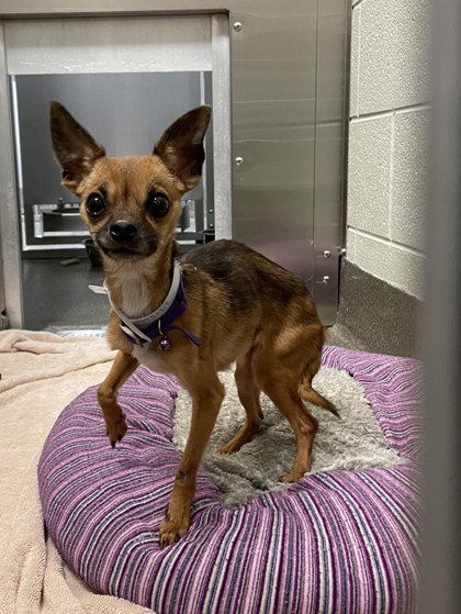 DOLCE - Short Coat Chihuahua available for adoption