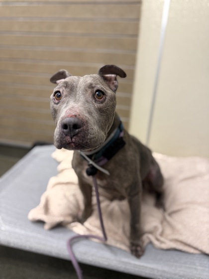 BANKSY - American Staffordshire Terrier / Mix available for adoption