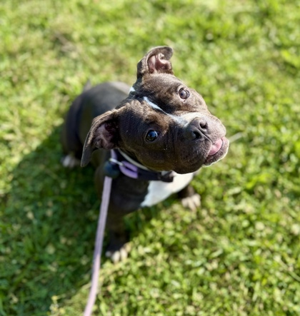 ZOEY - Bully American  - Standard / Mix available for adoption