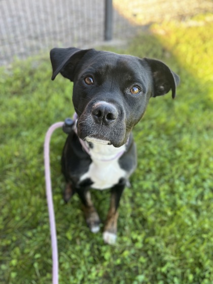 APOLLO - Boxer / Mix available for adoption