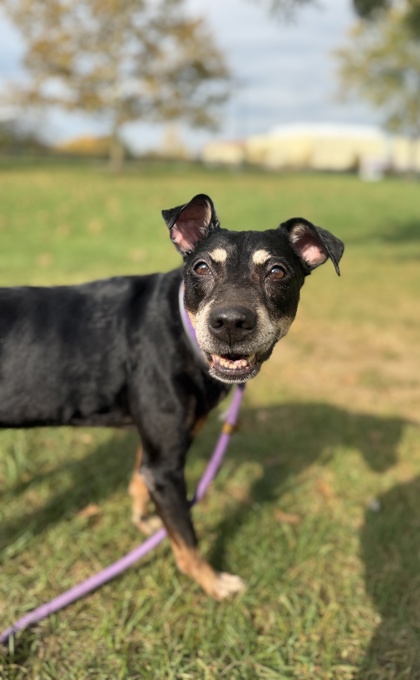 DAPHNE - Mixed Breed, Medium (up to 44 lbs fully grown) / Mix available for adoption