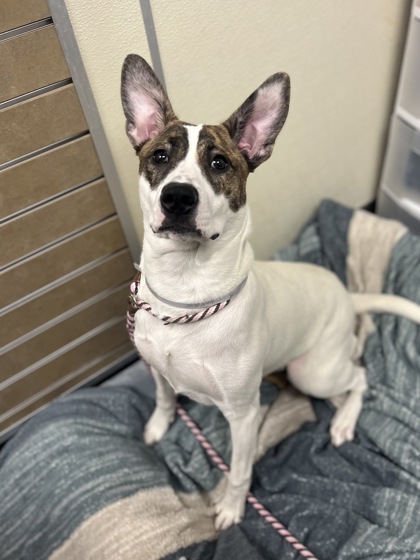 KIRA - American Pit Bull Terrier / Mix for adoption in Columbus