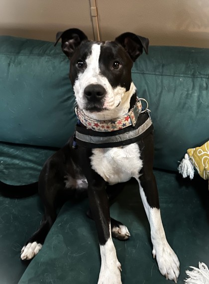 MILO - American Pit Bull Terrier / Mix available for adoption