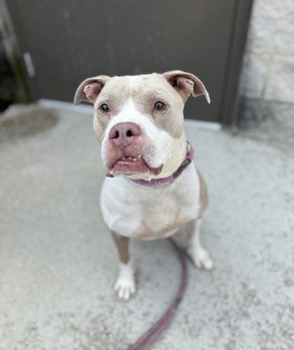 RIO - American Pit Bull Terrier / Mix available for adoption