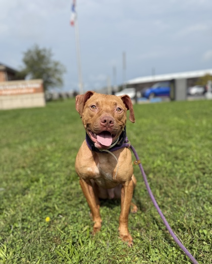 BRANDO - Pit Bull Terrier / Mix available for adoption