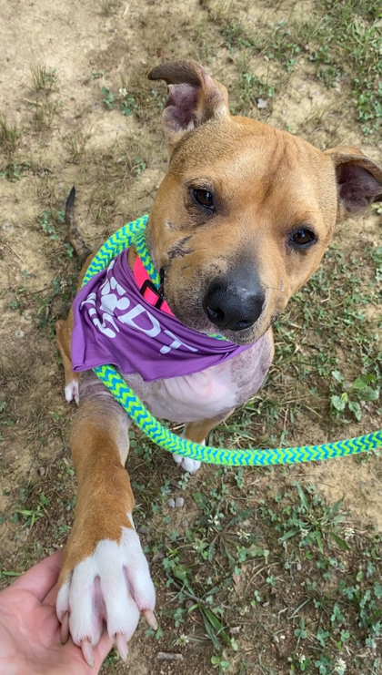 DAMON - Pit Bull Terrier / Mix available for adoption