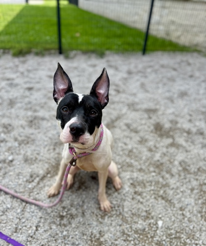 SHELLY - American Pit Bull Terrier / Mix available for adoption