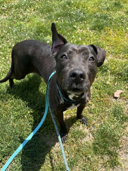 HOLLY - Pit Bull Terrier / Mix available for adoption