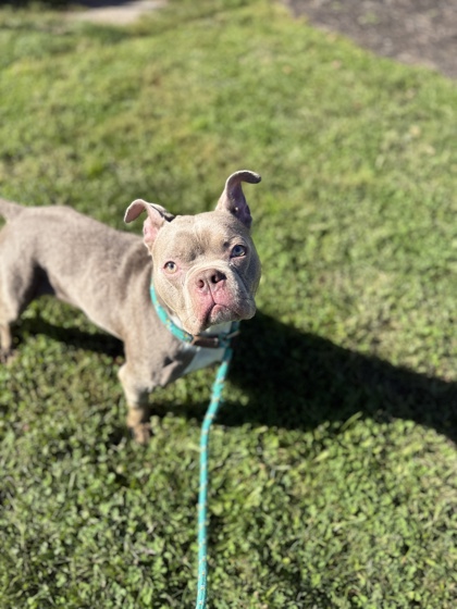 STEWIE - Bully American  - Standard / Mix available for adoption