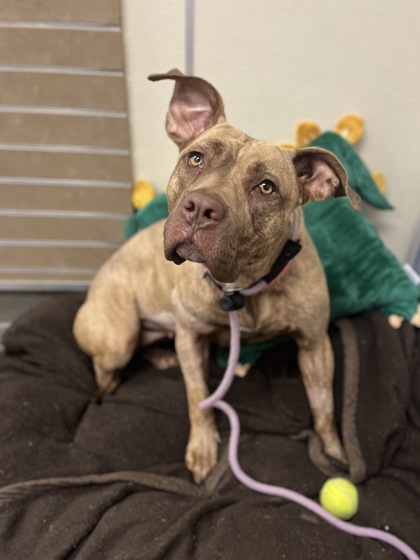 SELENA - American Pit Bull Terrier / Mix available for adoption