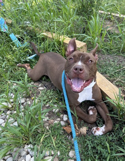 GOOBER - Pit Bull Terrier / Mix available for adoption