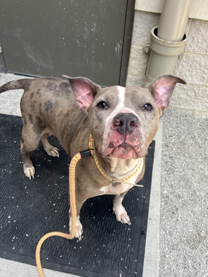 CHEYENNE - American Pit Bull Terrier / Mix available for adoption