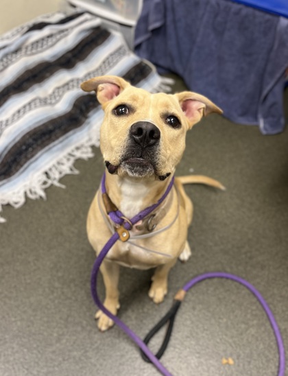 ARIEL - Pit Bull Terrier / Mix available for adoption