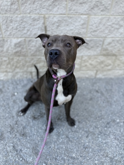 BARNEY - Pit Bull Terrier / Mix available for adoption