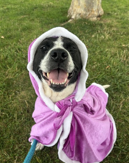 DAISEY MAE - Mixed Breed, Medium (up to 44 lbs fully grown) / Mix available for adoption