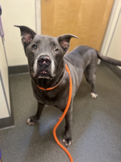 CESAR - American Pit Bull Terrier / Shepherd available for adoption