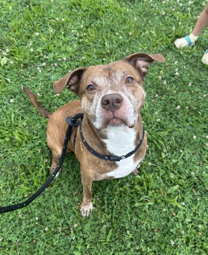 NORM - Pit Bull Terrier / Mix available for adoption