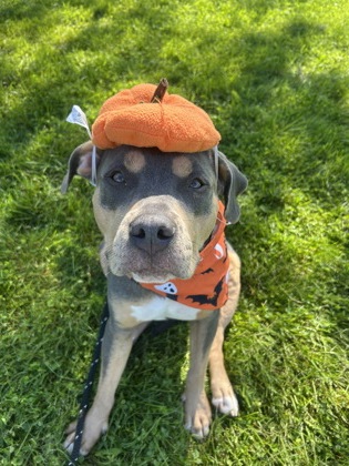 MALLORY - Pit Bull Terrier / Mix for adoption in Columbus