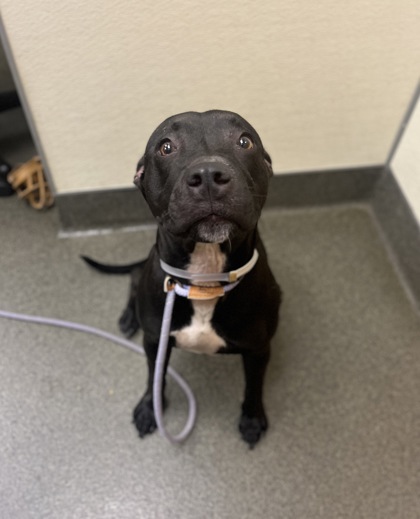 MAYA - Pit Bull Terrier / Mix available for adoption