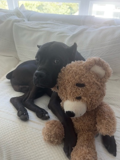 BALOO - Cane Corso / Mix available for adoption
