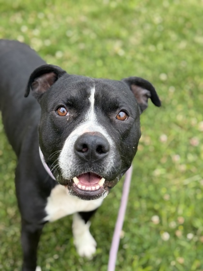 MIRAGE - American Pit Bull Terrier / Mix available for adoption