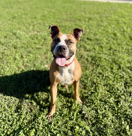 FENTON - American Pit Bull Terrier / Mix available for adoption