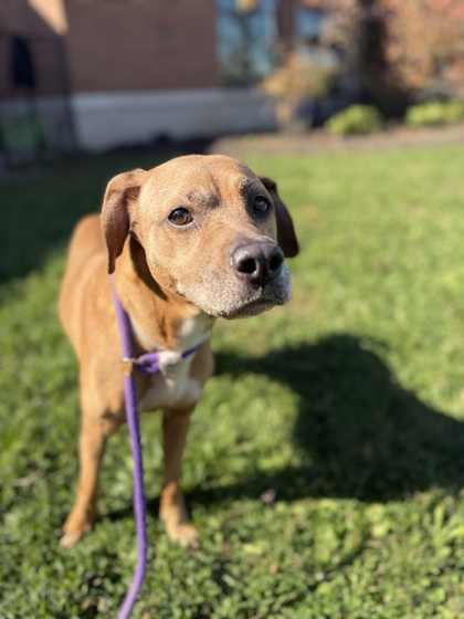 GOLDIE - Mixed Breed, Medium (up to 44 lbs fully grown) / Mix available for adoption