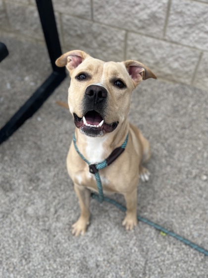 ARIEL - Pit Bull Terrier / Mix available for adoption
