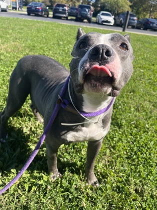 ASHLEY - Pit Bull Terrier / Mix available for adoption